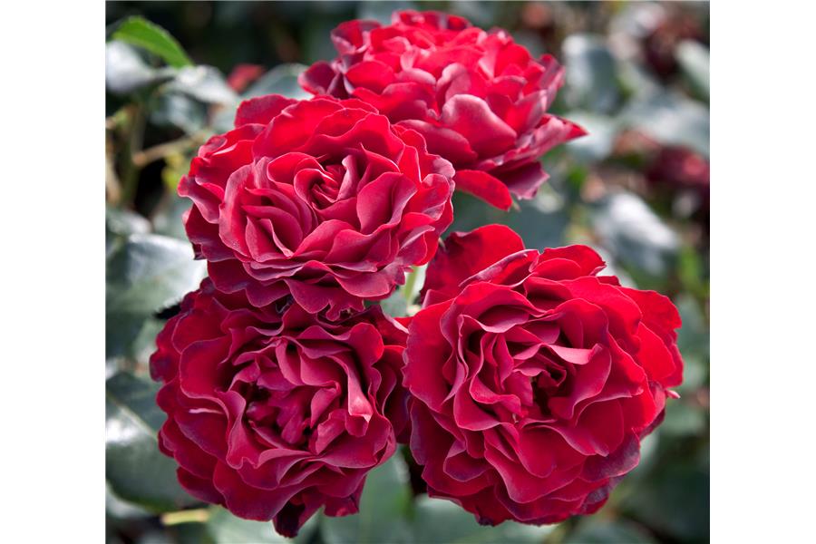 FLORIBUNDA STD